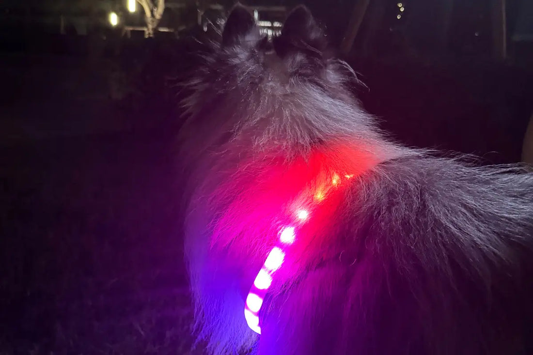 LED dog collar
