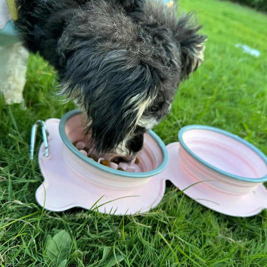 Outdoor Foldable Pet Water and Food Bowl Outs Paw