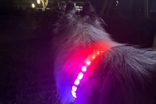 LED dog collar