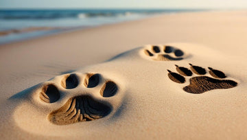 Dog_Paw_VS_Cat_Paw
