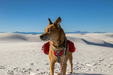 Dog_In_The_Hiking