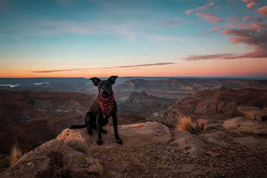 Outdoor Dog Supply