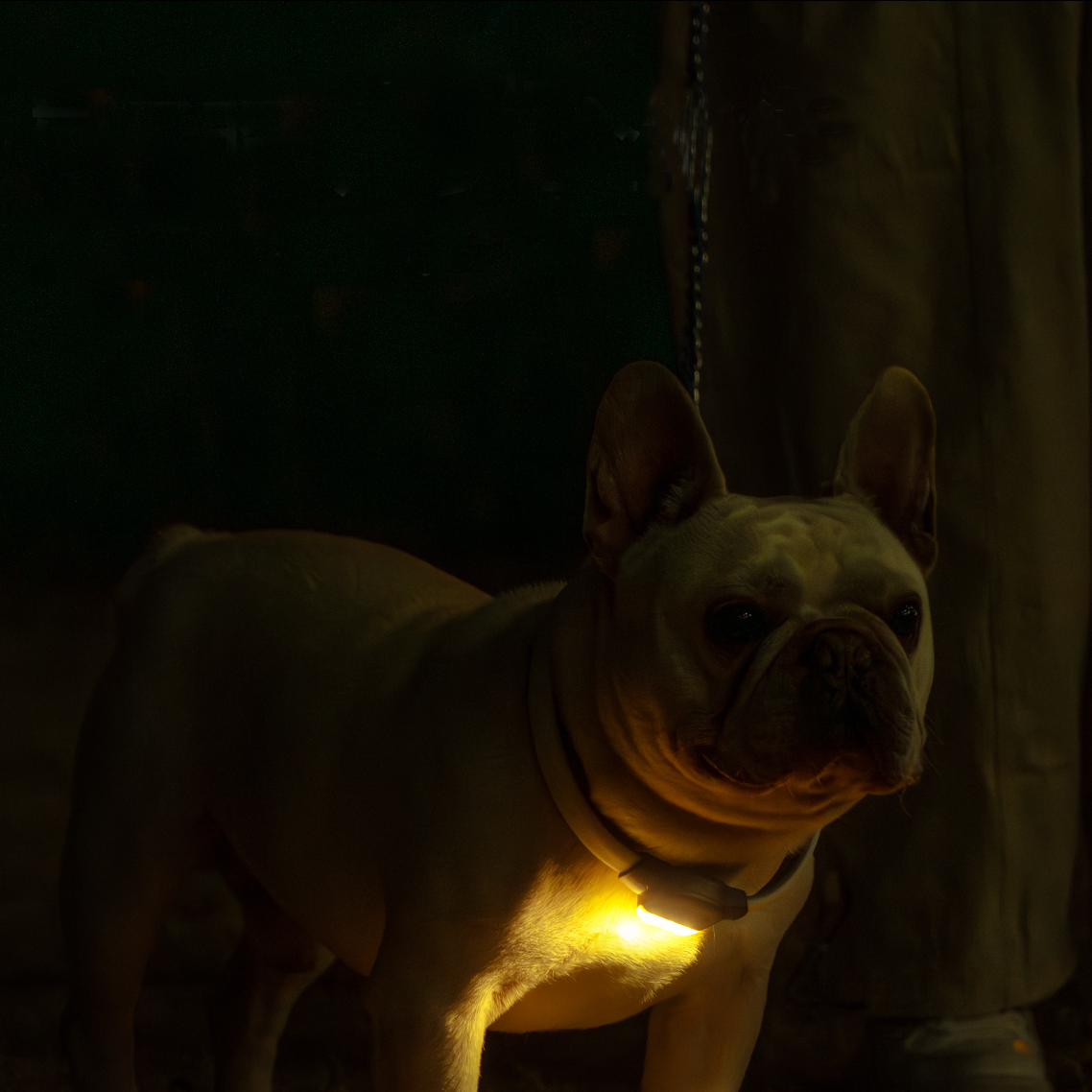 LED Dog Collar for Night Camps