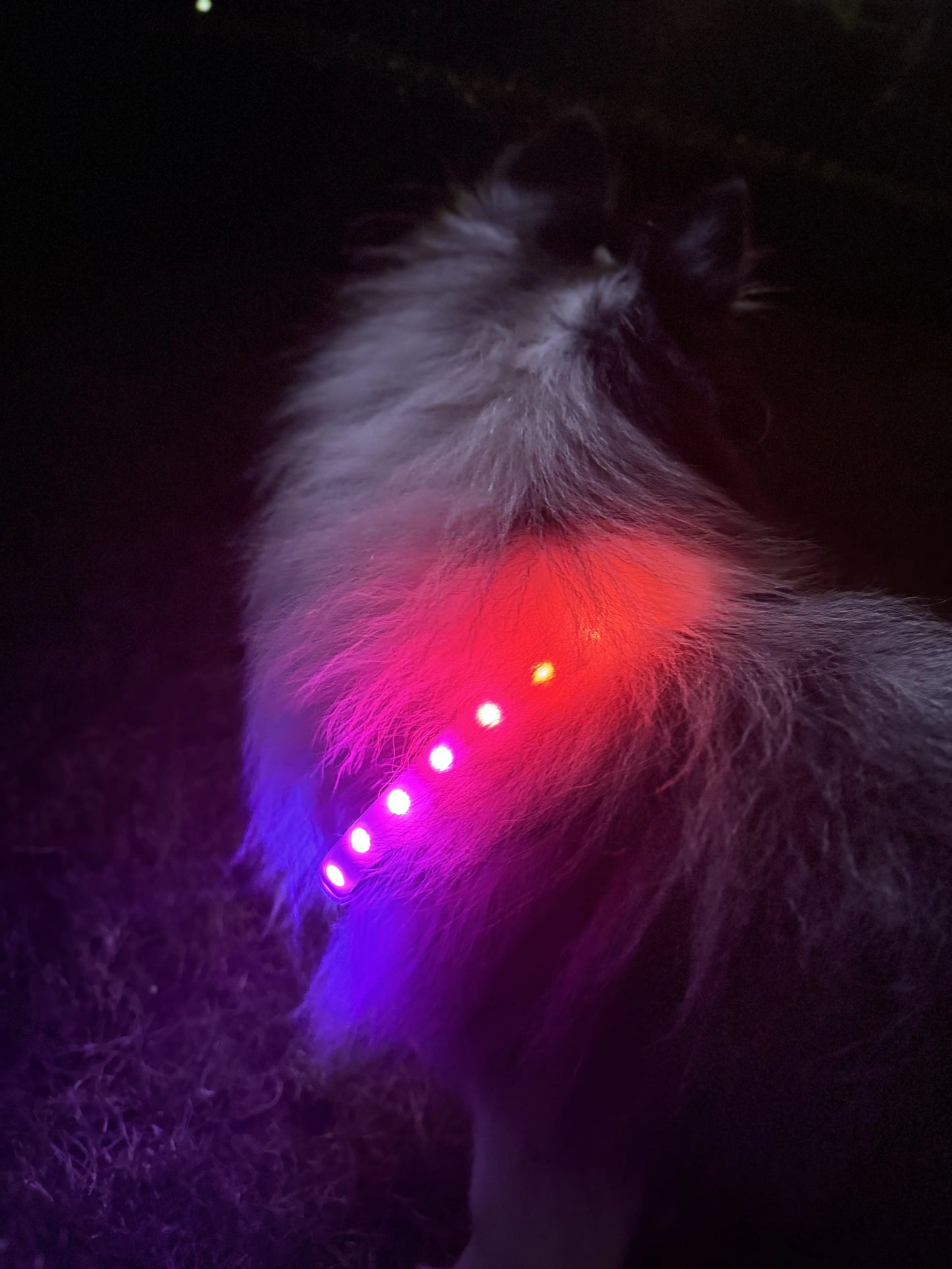 LED Dog Collar for Night Camps