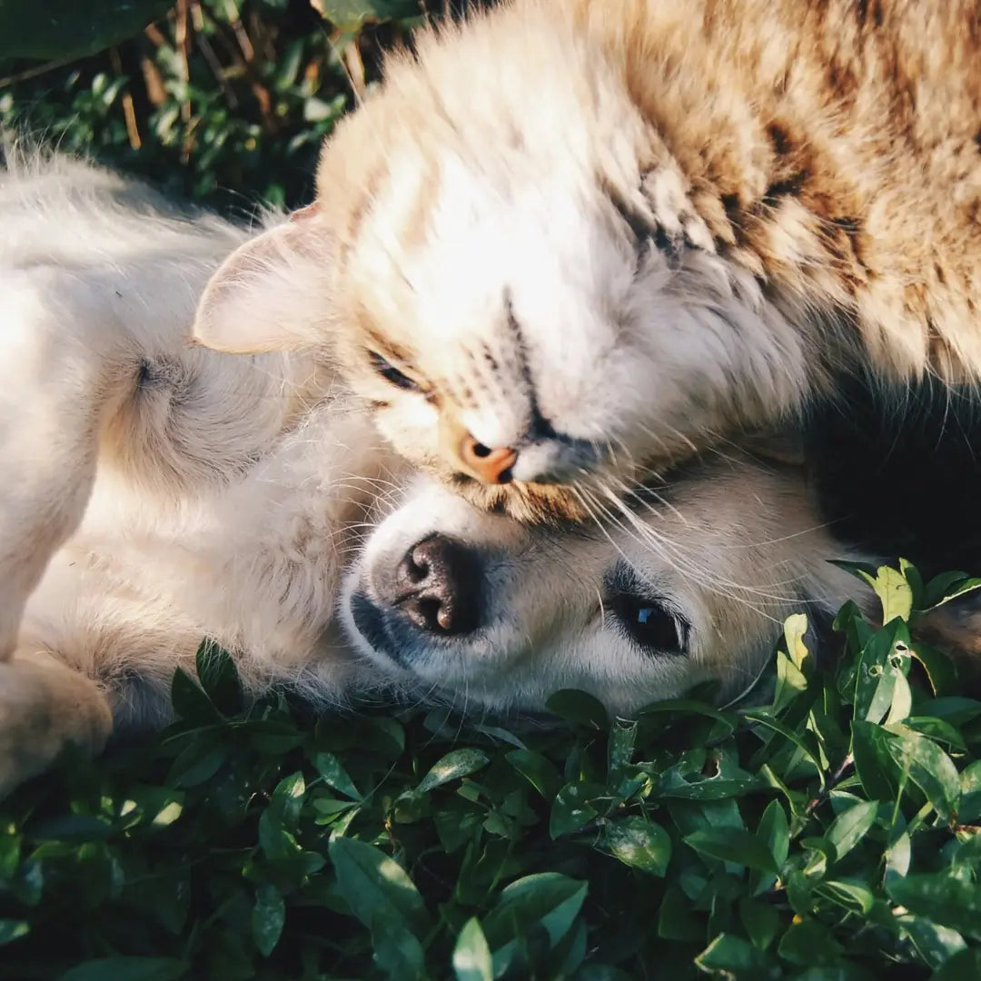 Dog walking with Kenny photo