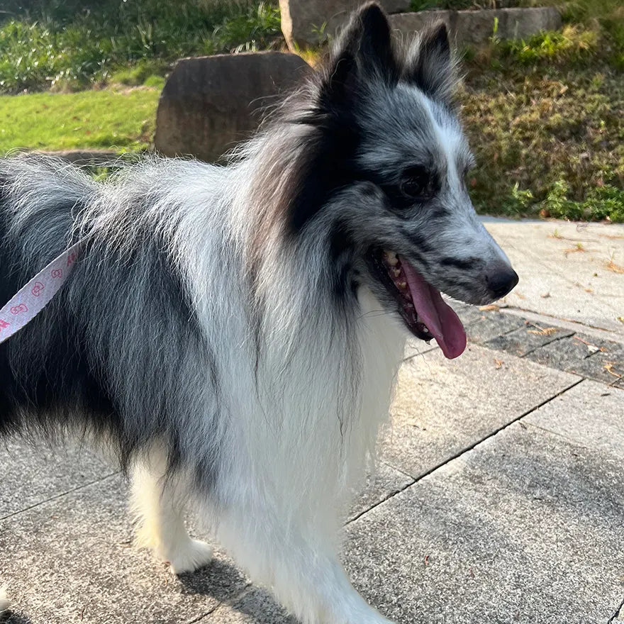 Dog walking with Kenny photo